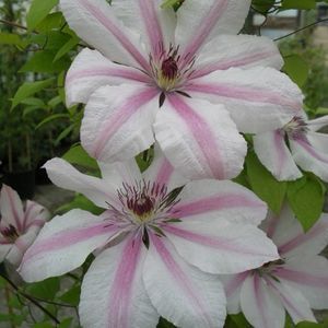 clematis_jan_pawel_II