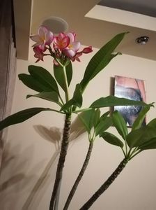 plumeria; daca prima data a inflorit in august 2014 si am avut floricele rosii, acum februarie 2018 am inflorit din nou
