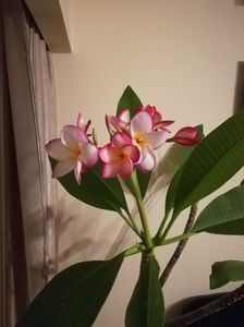 plumeria; am dat de caldura....si am inflorit
