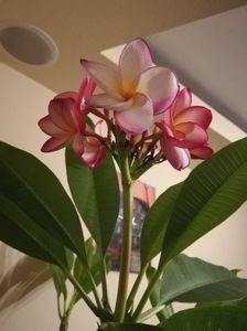 plumeria; nu mai am asa intensiv parfum...dar sunt frumoasa
