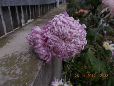 roz-lila urias