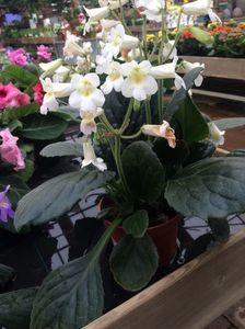 23.02.2018-Snowlina; „Streptocarpus Snowlina“
