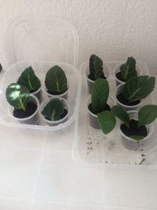 23.02.2018; Gloxinia+ ‘Eduard’+ Chirita
