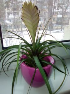 Tillandsia, pana roz; Familie: Bromeliaceae
Origine: Ecuador
Inaltime: 30 - 35 cm
Diametru: pana la 36 cm
Sol: grunjos, usor drenabil, acid; pH 5.5 - 6.5, umiditate medie
Perioada de inflorire: primavara, toamna, iarna
