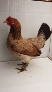 vanduta
