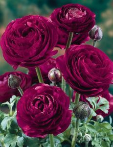 10 Pauline Violet Ranunculus