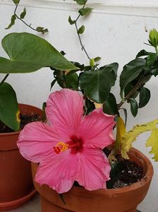 Un alt hibiscus al mamei; Nu am reusit sa vad floarea in prima ei zi, doar in a doua si e usor trecuta.
