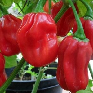 Ardei iute Capsicum Chinense Habanero rosu; ****** Ardei iute Capsicum Chinense Habanero rosu – 10 seminte – 5 RON ******
