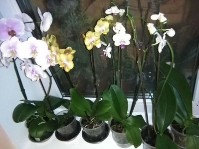 Orhideei; Seara,stralucesc.
