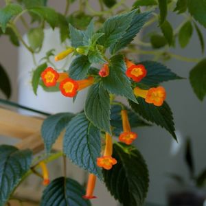 Heterophylla