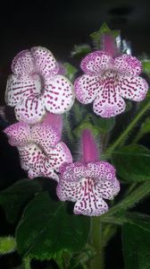 Kohleria Jessica