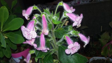 Kohleria Jessica