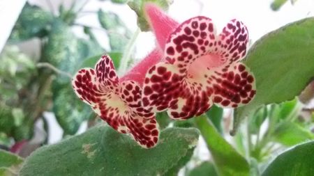 Kohleria Bibi