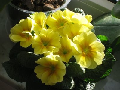 primula galbena