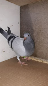 Frankestein; Cand avea 7 zile a fost batut si a supravietuit la 3 cusaturi!
