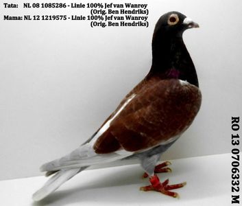 RO 13 0706332 M