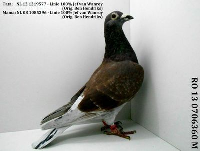 RO 13 0706360 M