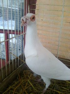 mascul 2016