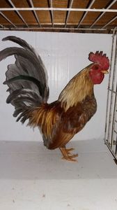 vandut