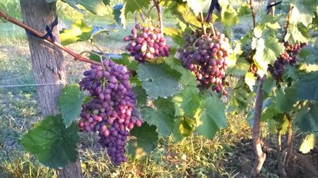 moldova; luna august

