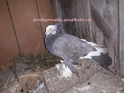 vândut lui V.M(Giurgiu)