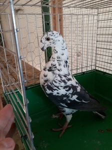 Vanduta