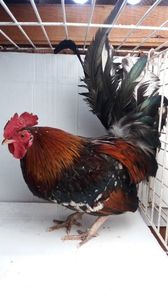 vandut