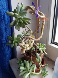Graptosedum "Francesco Baldi"