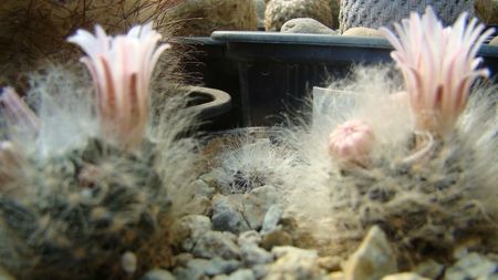 Mammillaria aureilanata