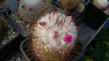 Mammillaria bombycina