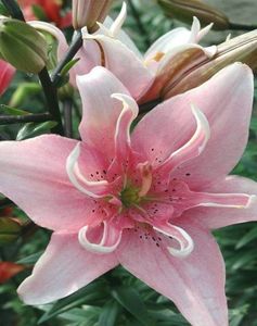 Double Asiatic Lily