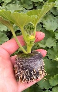 Cel mai bun hormon de inradacinare - eugenemeric