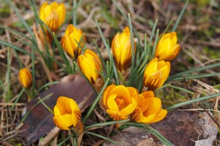 Branduse; Toate brandusele, ghioceii si irisii pitici au fost plantati pe pajiste, asa ca in natura ... Brandusele galbene infloresc primele ! 10.03.2018
