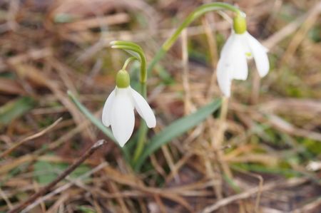 ; Ghioceii nu se lasa mai prejos ... 10.03.2018
