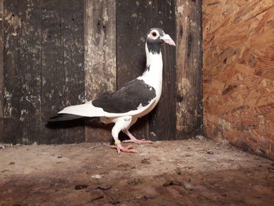 Vanduta