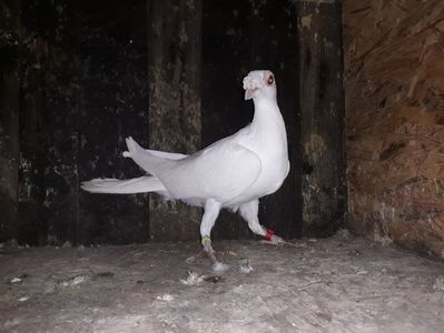 Vanduta