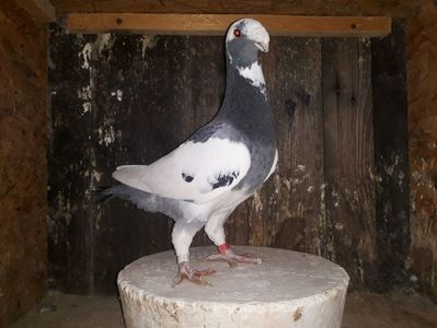 Vanduta