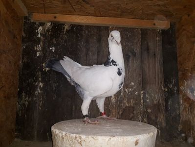 Vanduta