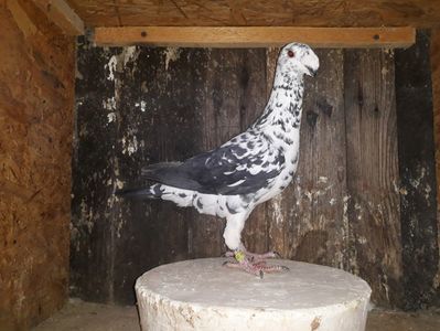 Vandut