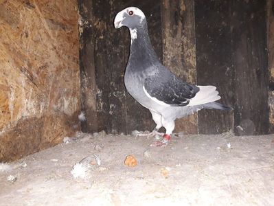 Vanduta