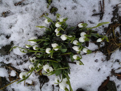 ghiocei de februarie