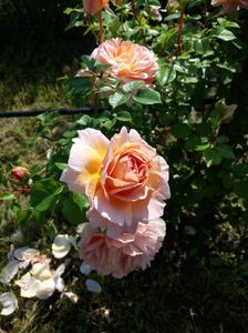 ABRAHAM DARBY