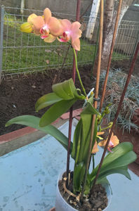 orhidee valynedelcu@yahoo.com 0153