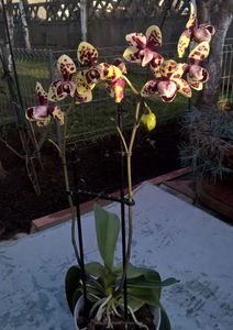 orhidee valynedelcu@yahoo.com 0151