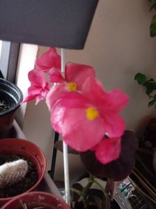 BegoniaSemperflorens - Ghetica