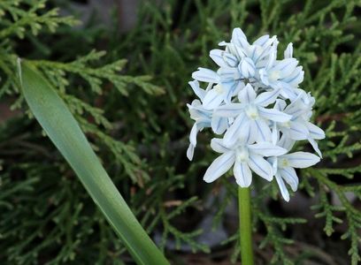 Striped Squill; Striped Squill
Puschkinia scilloides
Family: Family: Asparagus Family – Asparagaceae
(formerly Hyacinth Family – Hyacinthaceae)
