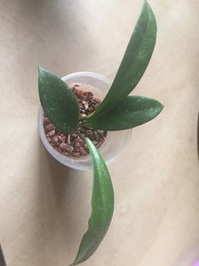 HOYA PUBICALYX PINK SILVER 15 lei; SE TRIMITE DOAR BUTASUL CU RADACINI
