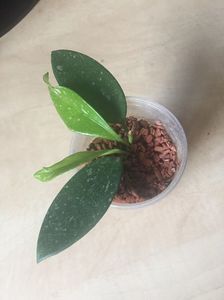 HOYA PUBICALYX PINK SILVER 15 lei; SE TRIMITE DOAR BUTASUL CU RADACINI
