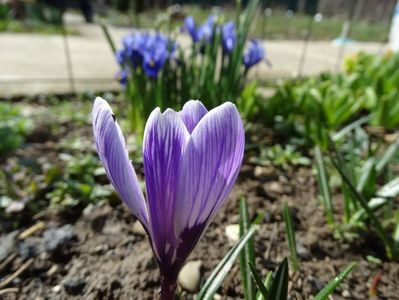crocusilor nu le-a mers bine