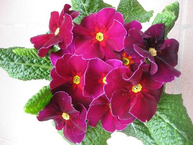 primula